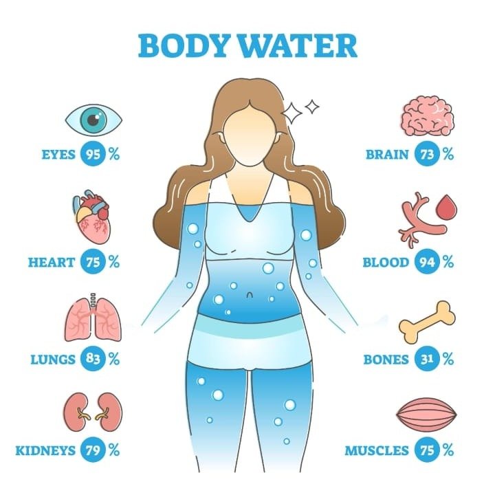Diagram showing water content in human body — brain 73%, blood 94%, kidneys 79%, muscles 75%.